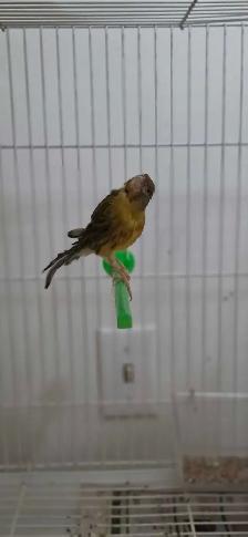 canaries - Photo 5