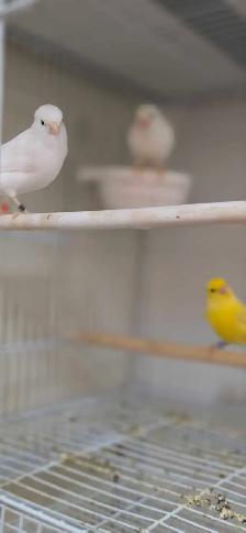 canaries - Photo 6