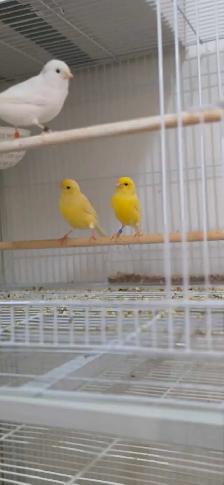 canaries - Photo 7
