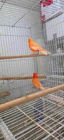 canaries - Photo 8
