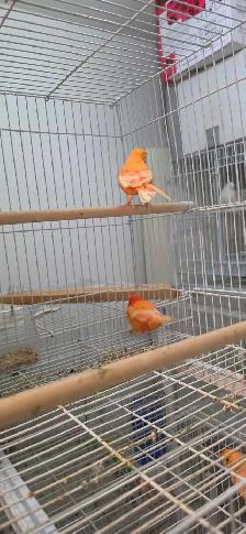 canaries - Photo 9