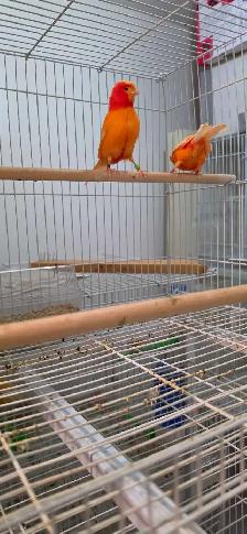 canaries - Photo 10