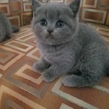 Scottish Straight Blue and Lilac kittens CCA/AFC registered - Photo 2