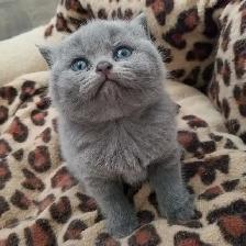 Scottish Straight Blue and Lilac kittens CCA/AFC registered - Photo 4