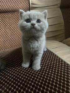 Scottish Straight Blue and Lilac kittens CCA/AFC registered - Photo 6