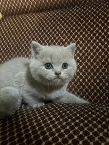 Scottish Straight Blue and Lilac kittens CCA/AFC registered - Photo 7
