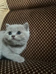 Scottish Straight Blue and Lilac kittens CCA/AFC registered - Photo 8
