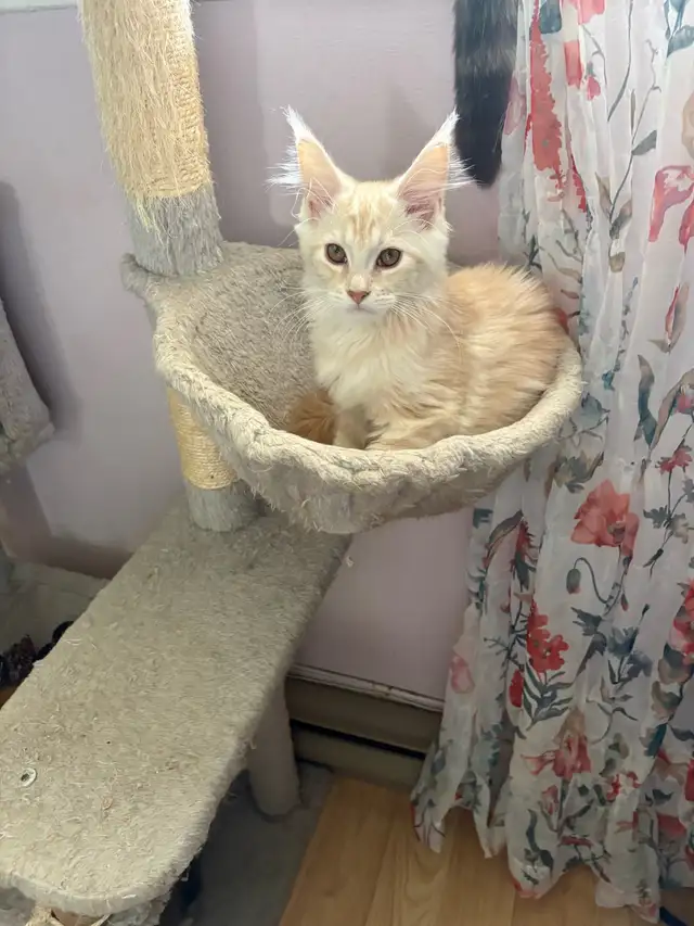 Maine Coon