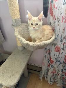 Maine Coon