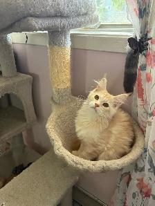 Maine Coon - Photo 2