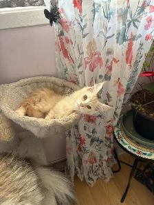Maine Coon - Photo 3