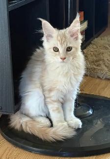 Maine Coon - Photo 4