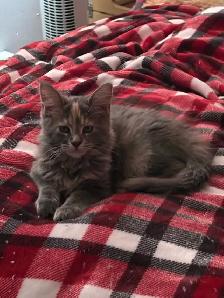Maine Coon - Photo 5