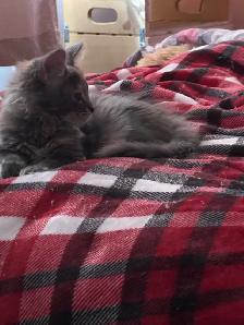 Maine Coon - Photo 6
