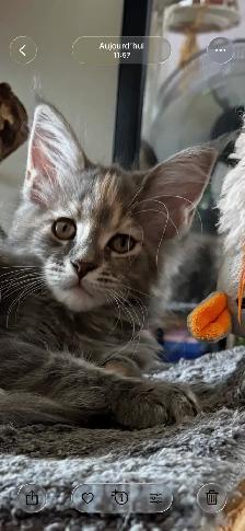 Maine Coon - Photo 7