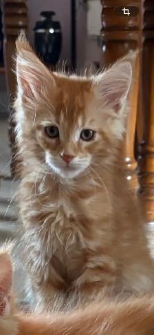 Maine Coon - Photo 8