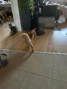 Maine Coon - Photo 9