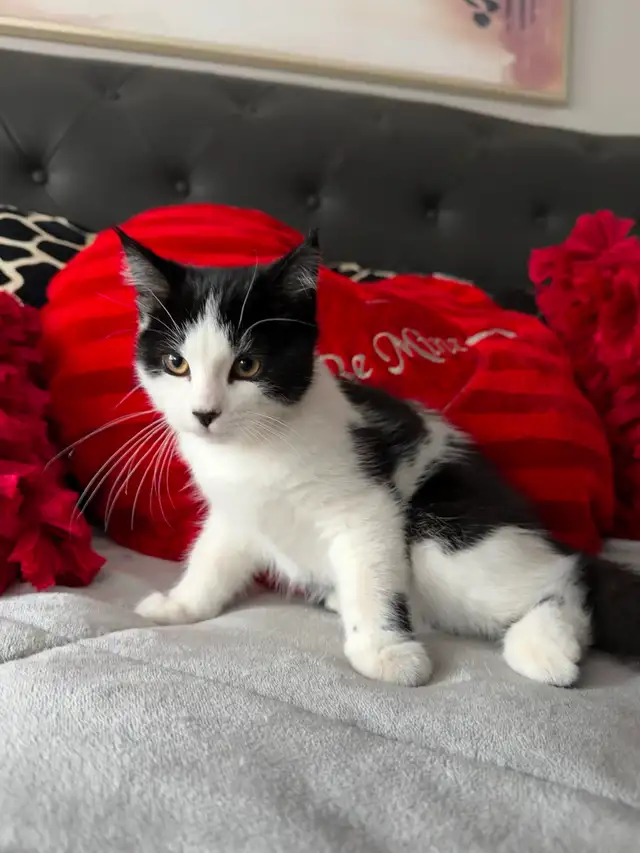 LAST -Male Ragdoll kitten Ready for New Loving home