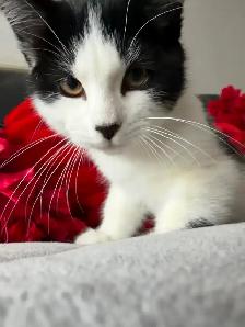 LAST -Male Ragdoll kitten Ready for New Loving home - Photo 4