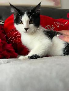 LAST -Male Ragdoll kitten Ready for New Loving home - Photo 5