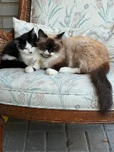 LAST -Male Ragdoll kitten Ready for New Loving home - Photo 6