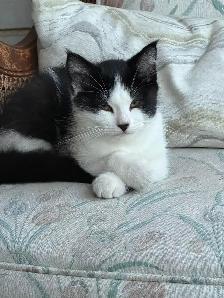 LAST -Male Ragdoll kitten Ready for New Loving home - Photo 7