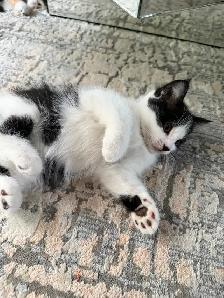 LAST -Male Ragdoll kitten Ready for New Loving home - Photo 8
