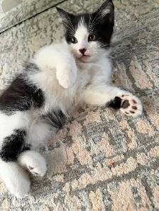 LAST -Male Ragdoll kitten Ready for New Loving home - Photo 9