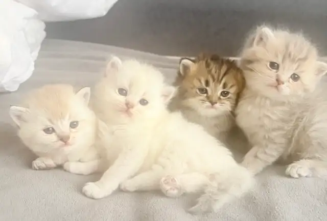 Purebred Scottish Fold Kitten
