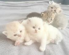 Purebred Scottish Fold Kitten - Photo 2