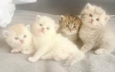 Purebred Scottish Fold Kitten - Photo 3