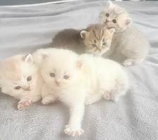 Purebred Scottish Fold Kitten - Photo 4