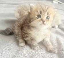 Purebred Scottish Fold Kitten - Photo 5