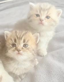 Purebred Scottish Fold Kitten - Photo 6