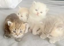 Purebred Scottish Fold Kitten - Photo 8