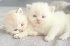 Purebred Scottish Fold Kitten - Photo 10