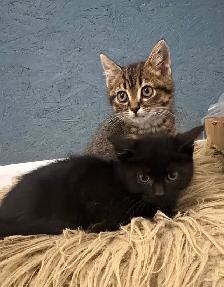 Chatons mâles
