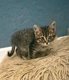Chatons mâles - Photo 2