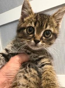Chatons mâles - Photo 3