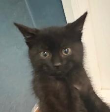 Chatons mâles - Photo 4