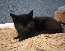 Chatons mâles - Photo 5
