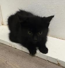 Chatons mâles - Photo 6