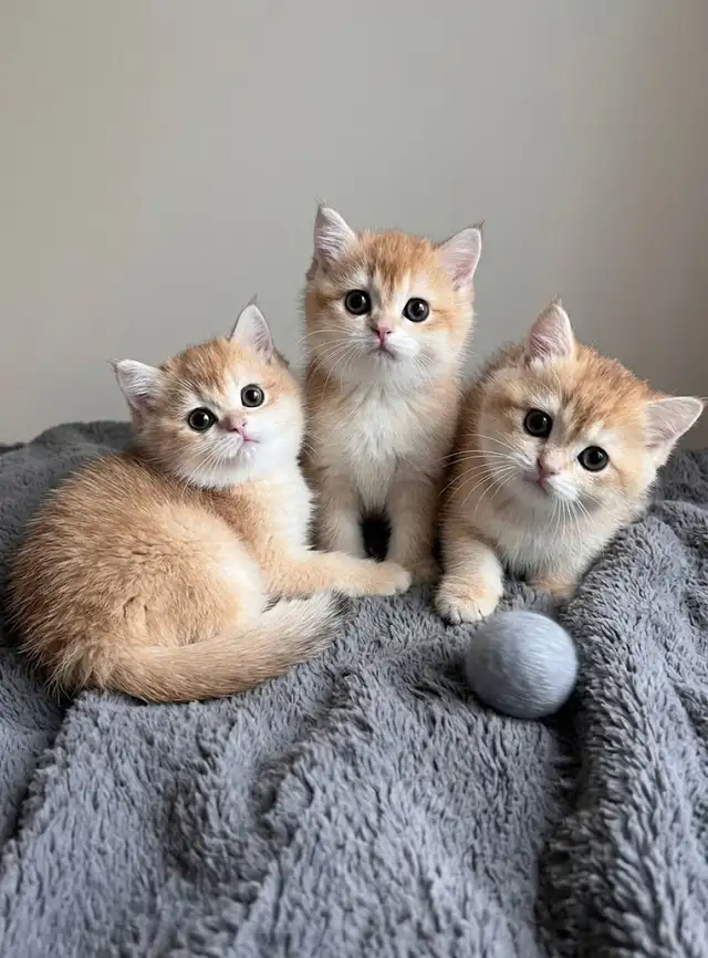 Golden Shaded British Shorthair Kittens — 2 Available