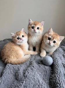 Golden Shaded British Shorthair Kittens — 2 Available