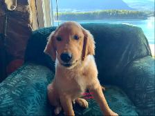 GOLDEN RETRIEVER PUPPIES