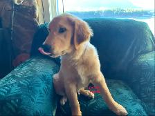 GOLDEN RETRIEVER PUPPIES - Photo 2