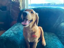 GOLDEN RETRIEVER PUPPIES - Photo 3