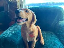 GOLDEN RETRIEVER PUPPIES - Photo 4