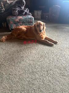GOLDEN RETRIEVER PUPPIES - Photo 5