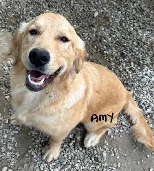 GOLDEN RETRIEVER PUPPIES - Photo 7